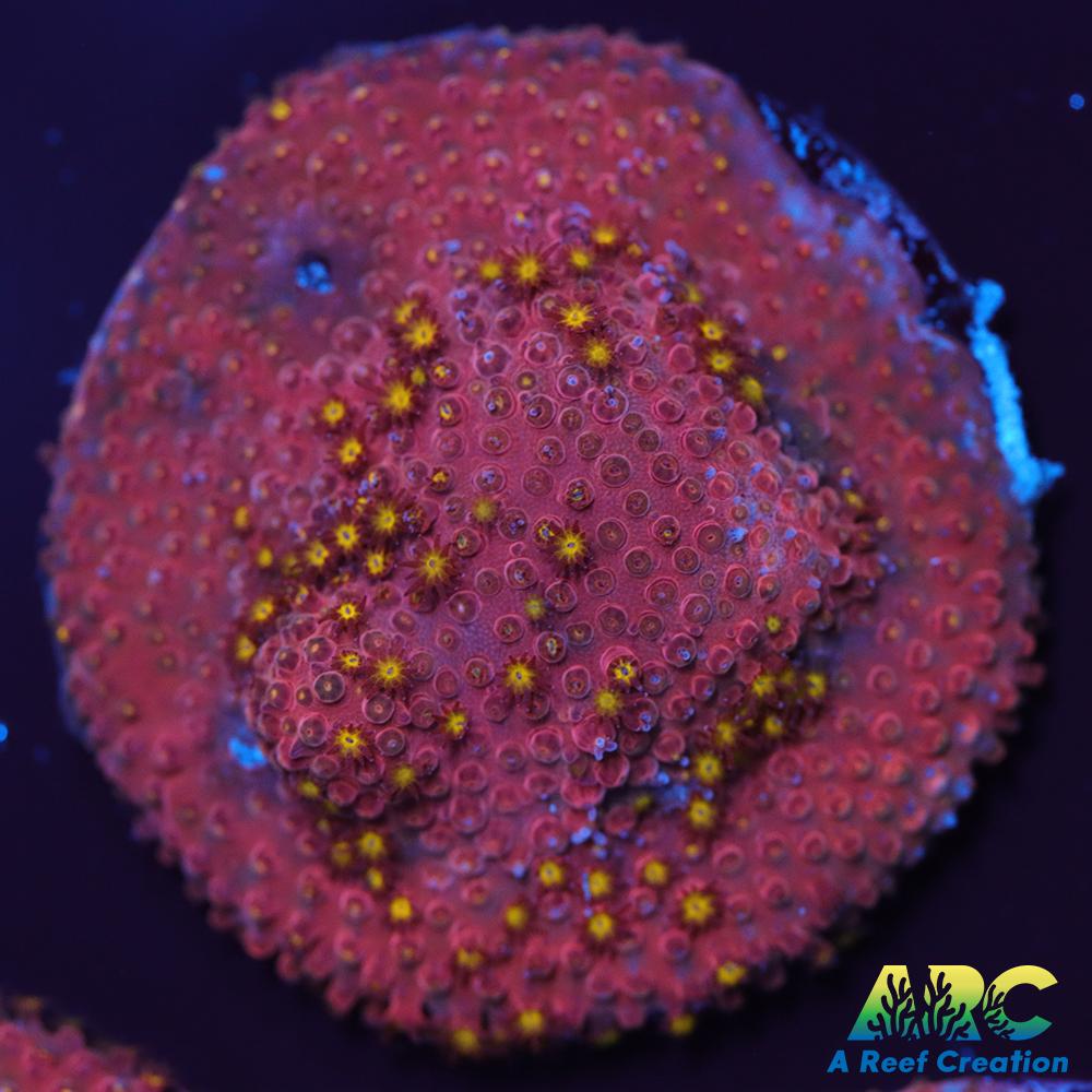 ARC Bling Bling Stylo