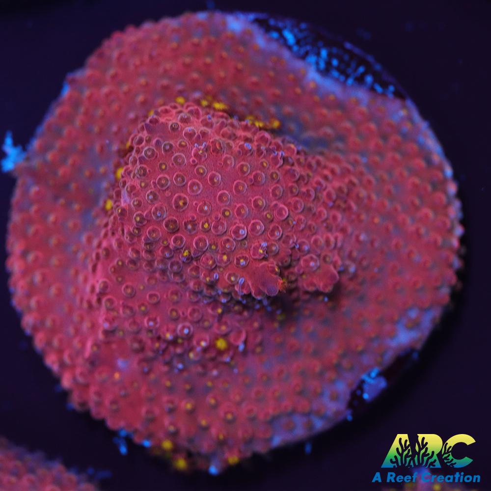 ARC Bling Bling Stylo