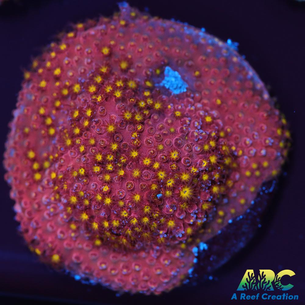 ARC Bling Bling Stylo