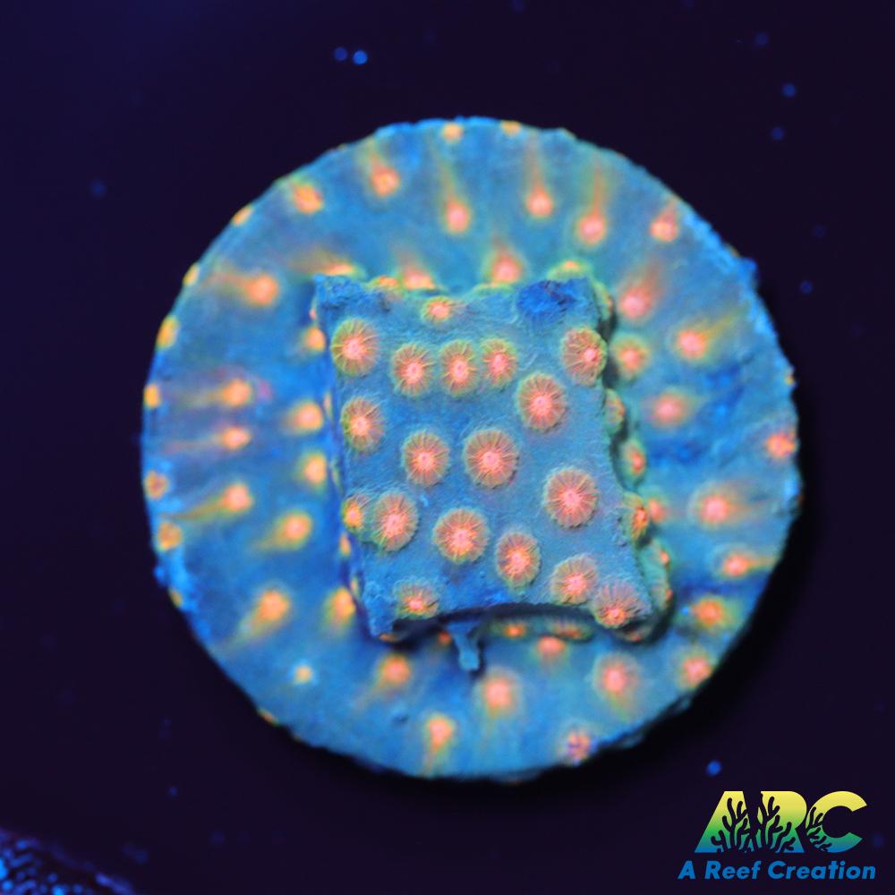 ARC Techno Viking Cyphastrea