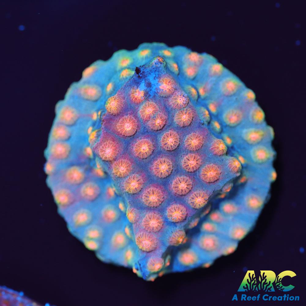 ARC Techno Viking Cyphastrea