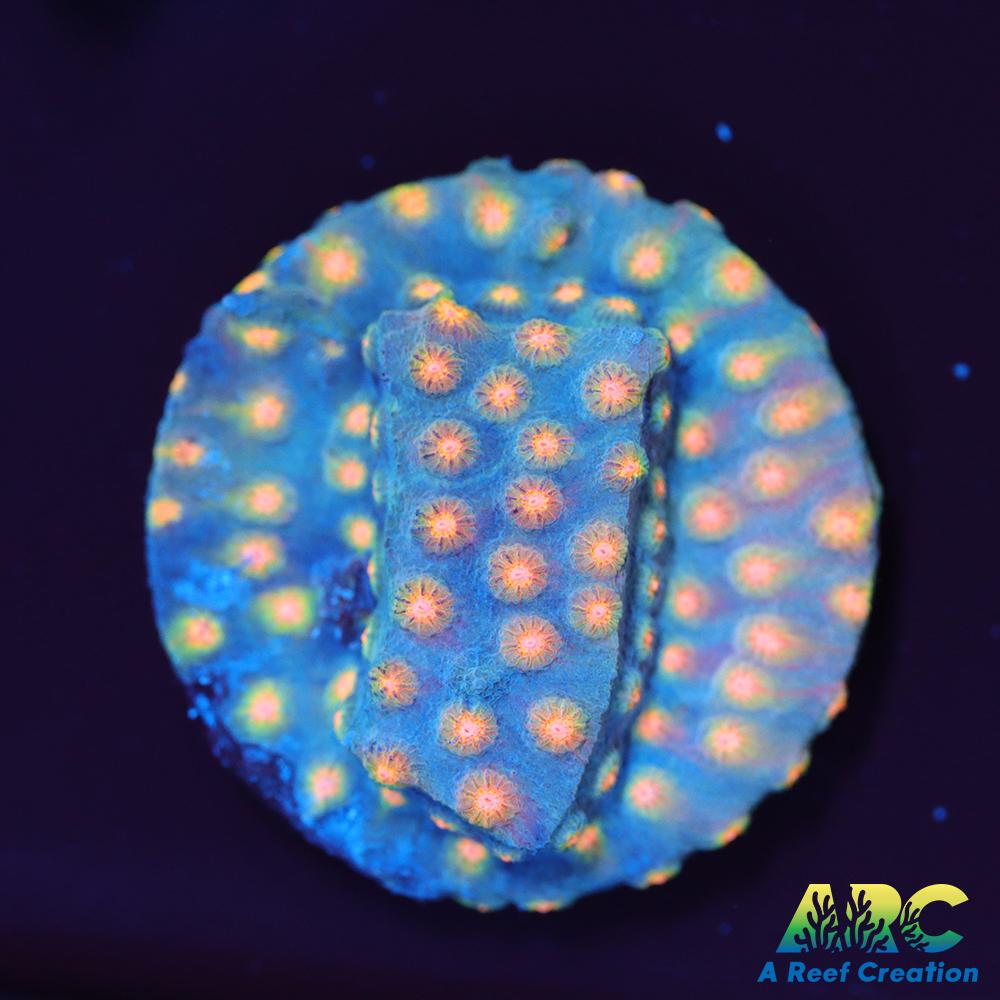 ARC Techno Viking Cyphastrea