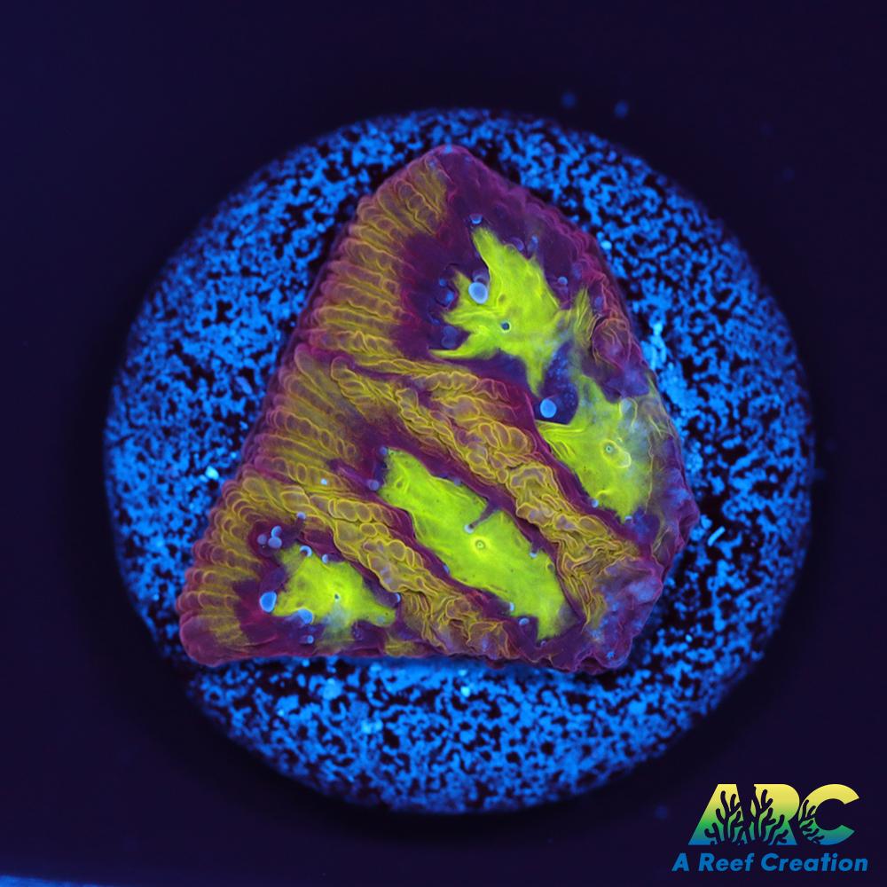 ARC Durin's Bane Favia