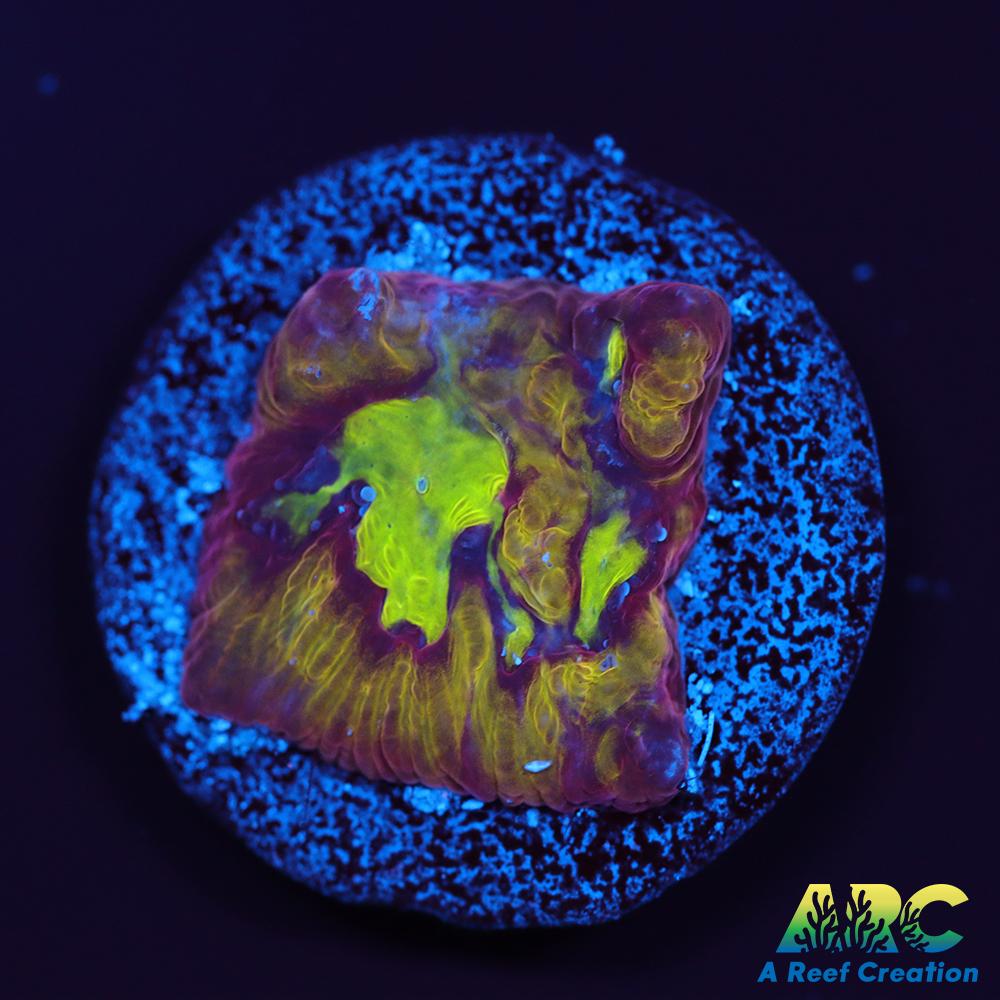 ARC Durin's Bane Favia