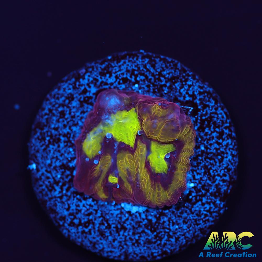 ARC Durin's Bane Favia