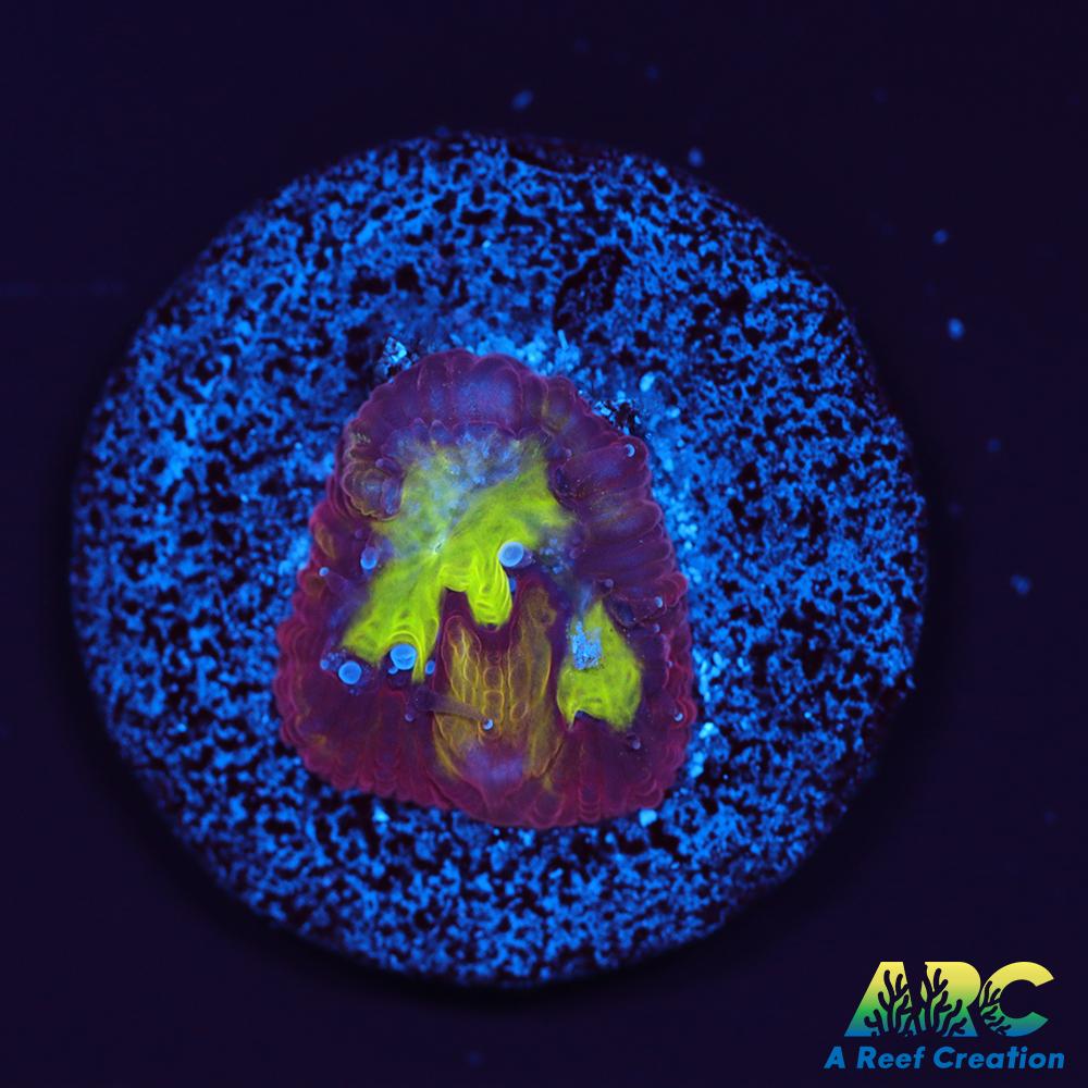 ARC Durin's Bane Favia