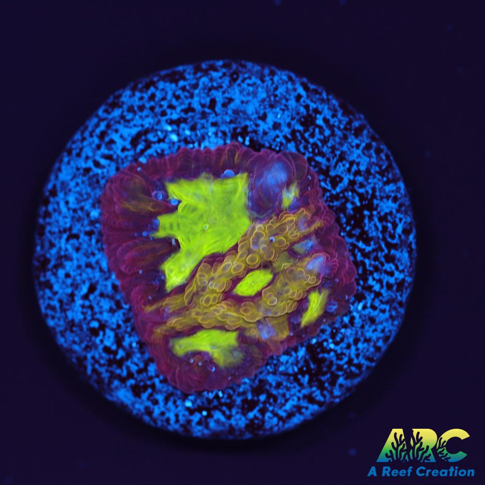 ARC Durin's Bane Favia