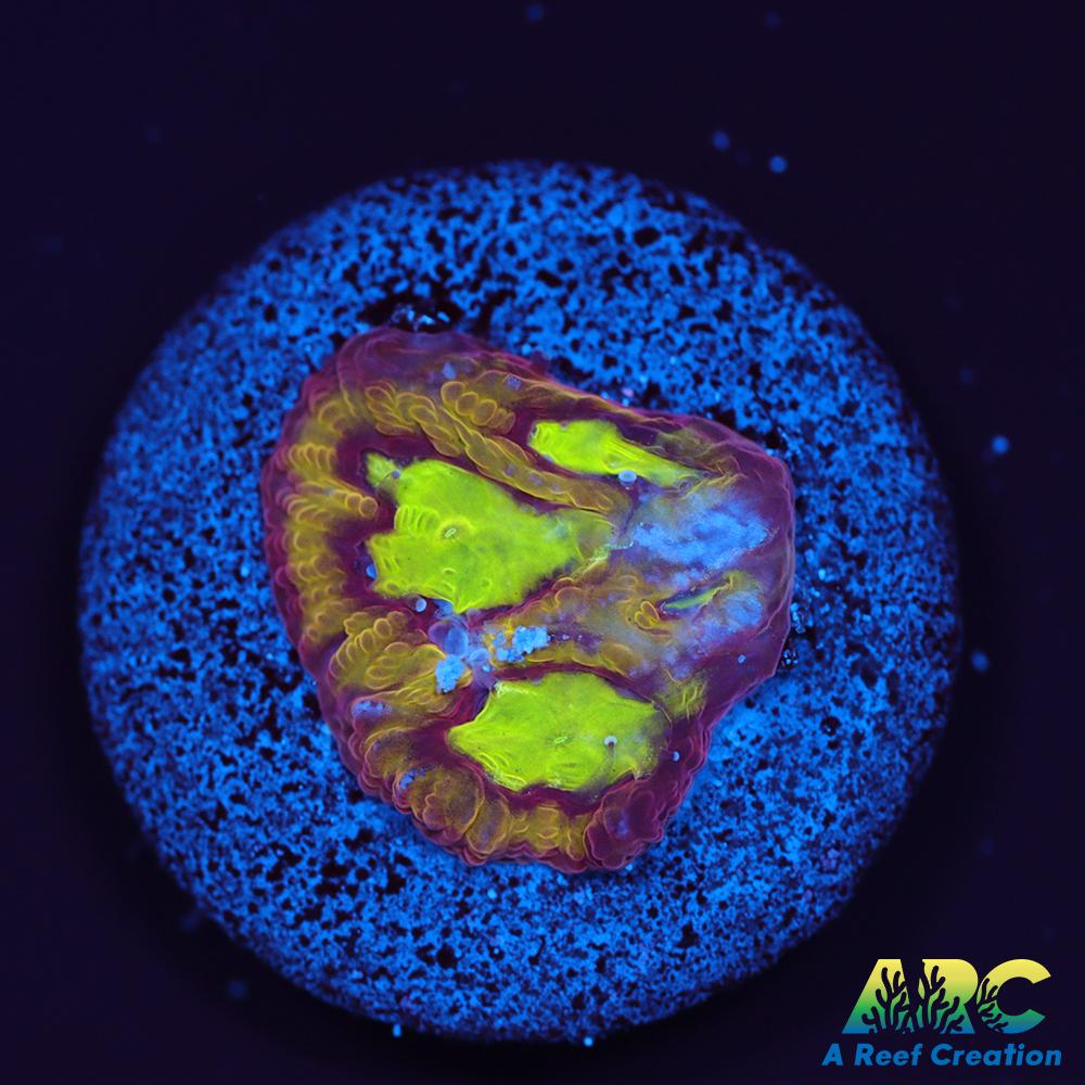 ARC Durin's Bane Favia