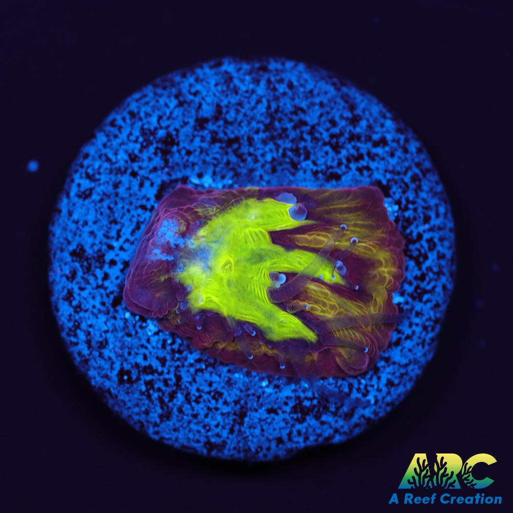 ARC Durin's Bane Favia