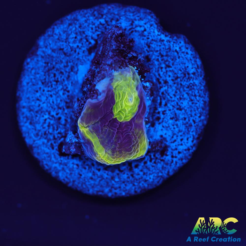 ARC Flamethrower Favia