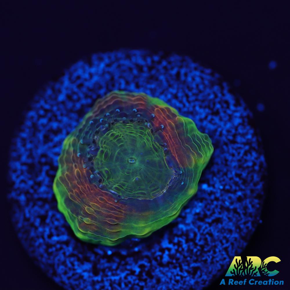 CC Orange Crush Echinata