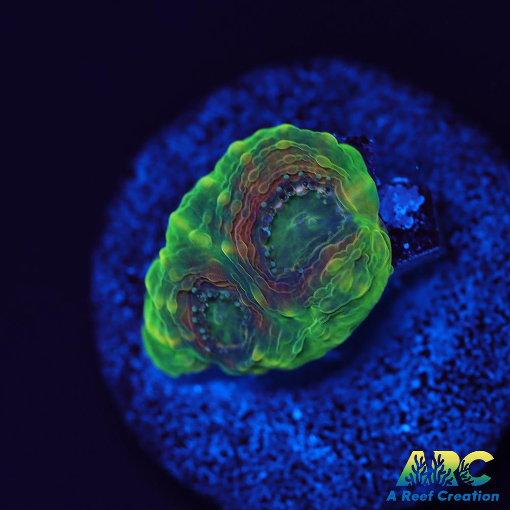 CC Orange Crush Echinata