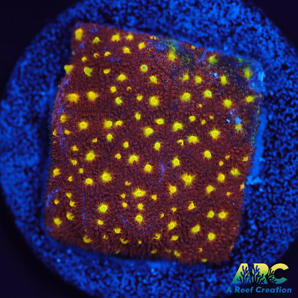 Autumn Harvest Psammocora