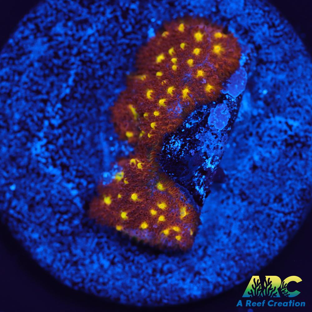 Autumn Harvest Psammocora