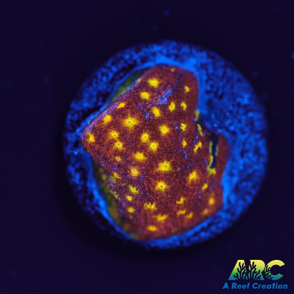 Autumn Harvest Psammocora