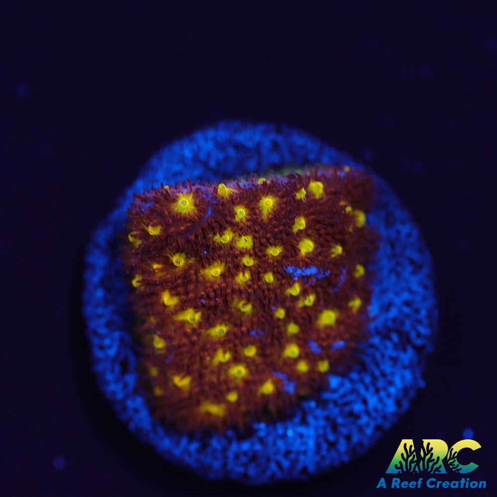 Autumn Harvest Psammocora