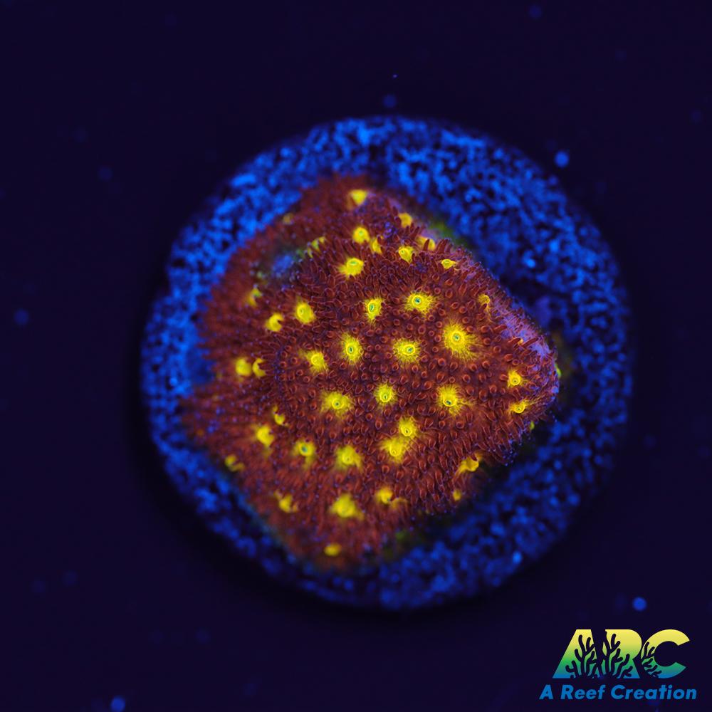 Autumn Harvest Psammocora