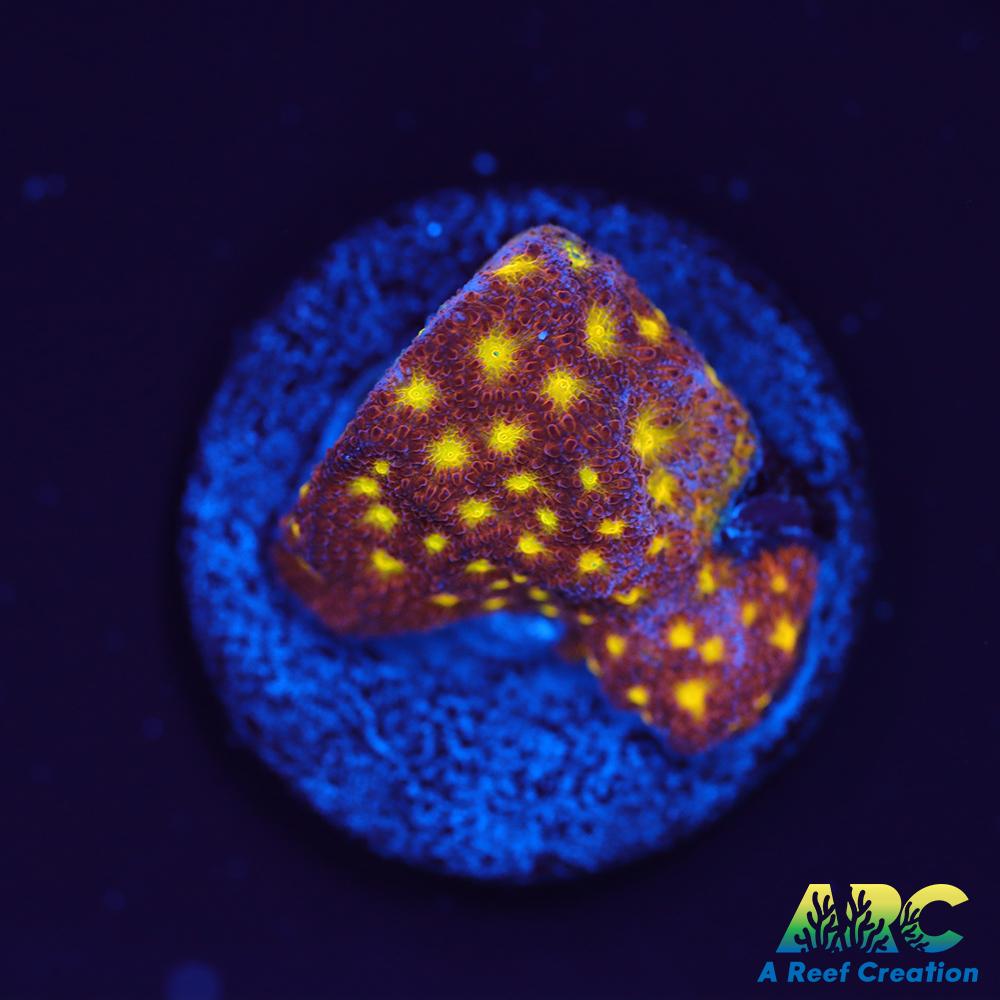 Autumn Harvest Psammocora