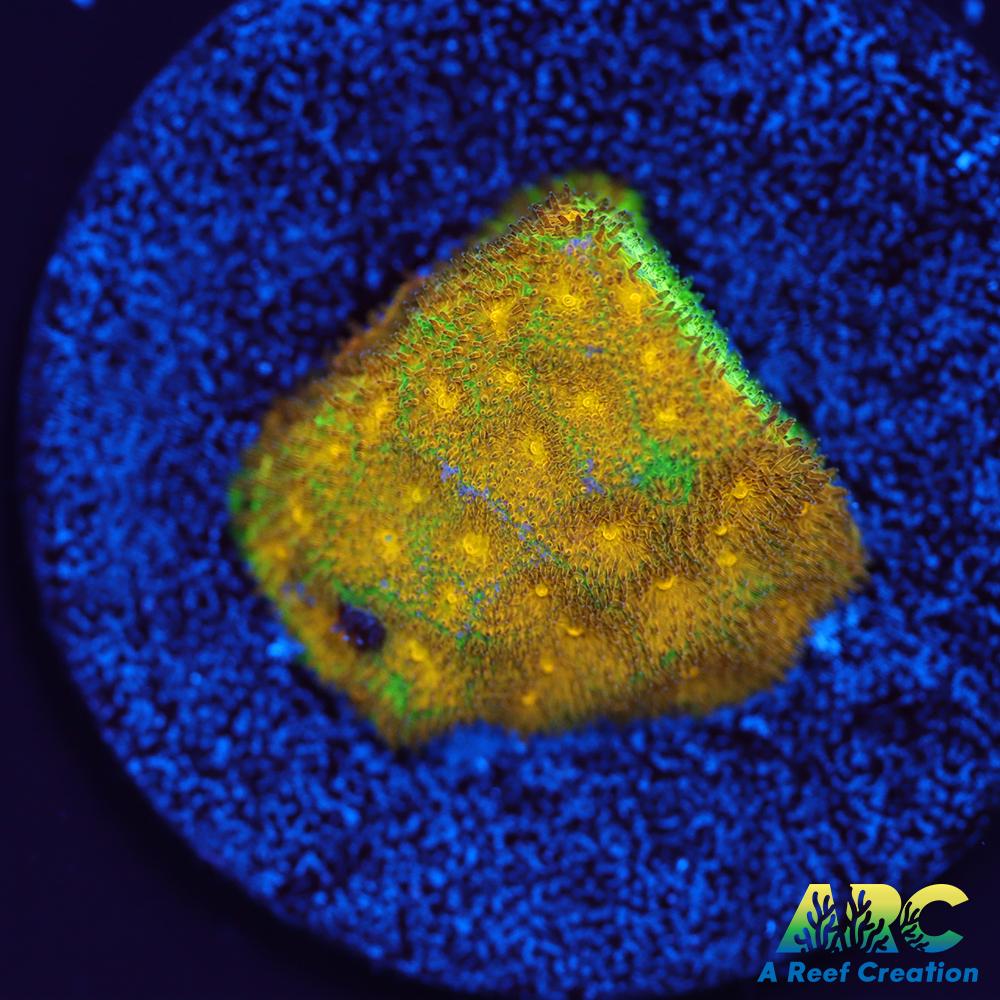 Electric Lettuce Psammocora