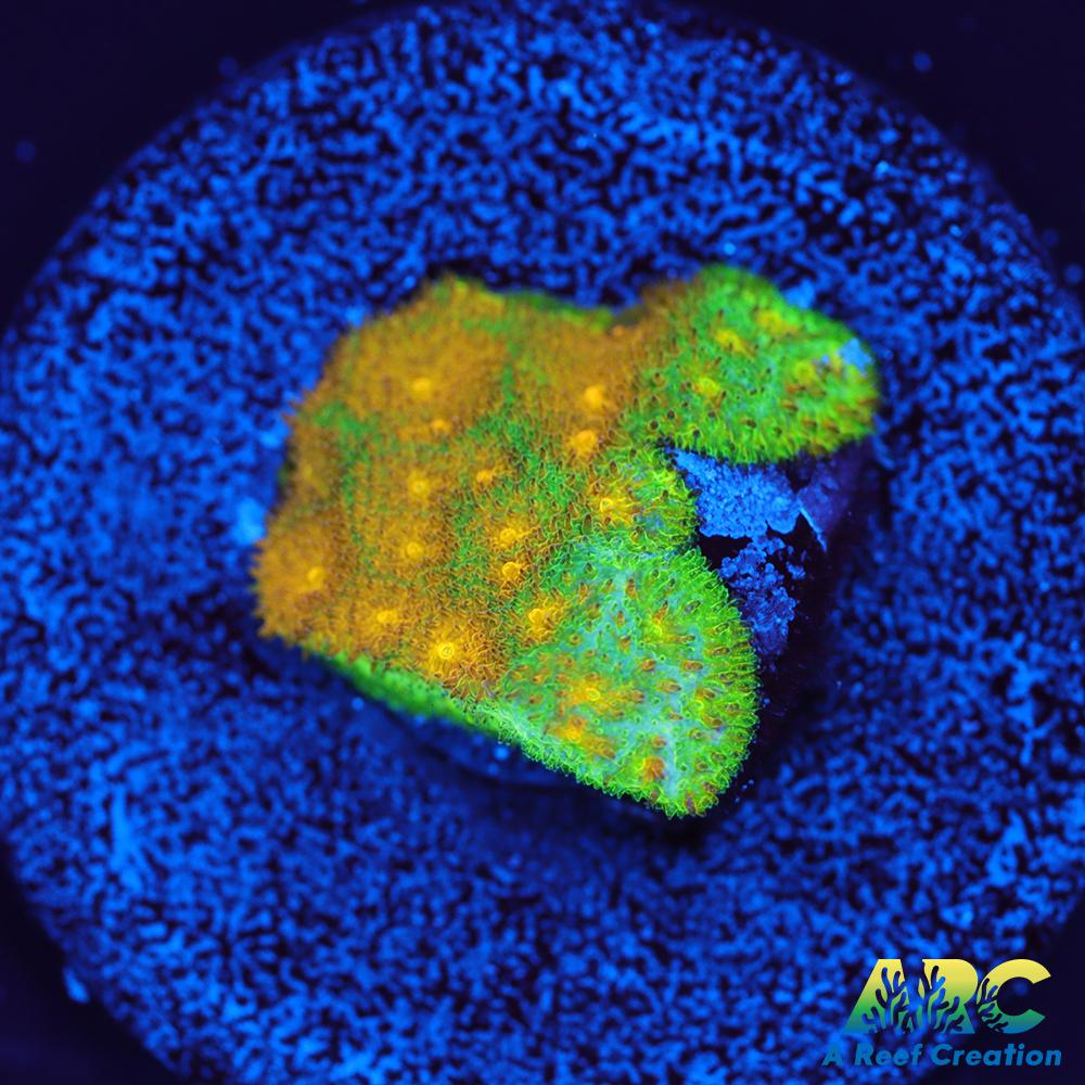 Electric Lettuce Psammocora