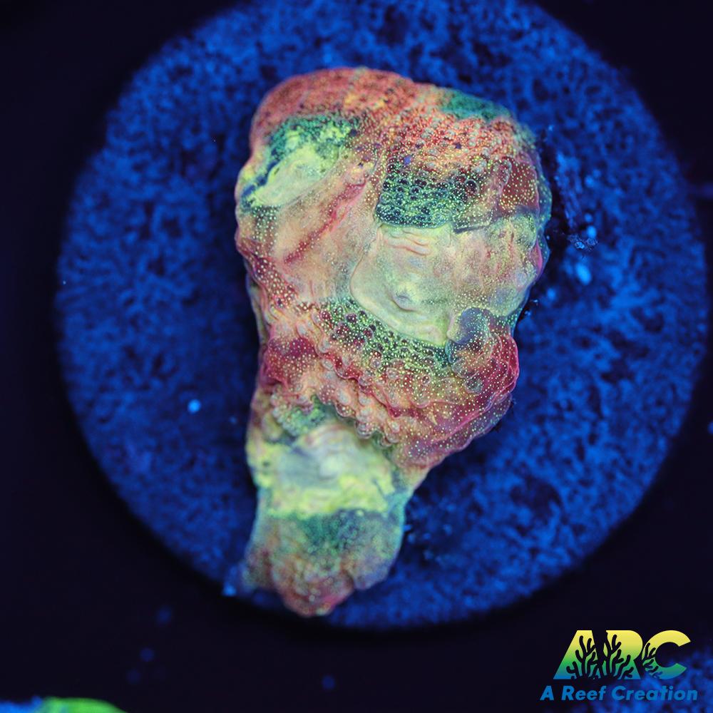 Brent's Reverse Prism Favia