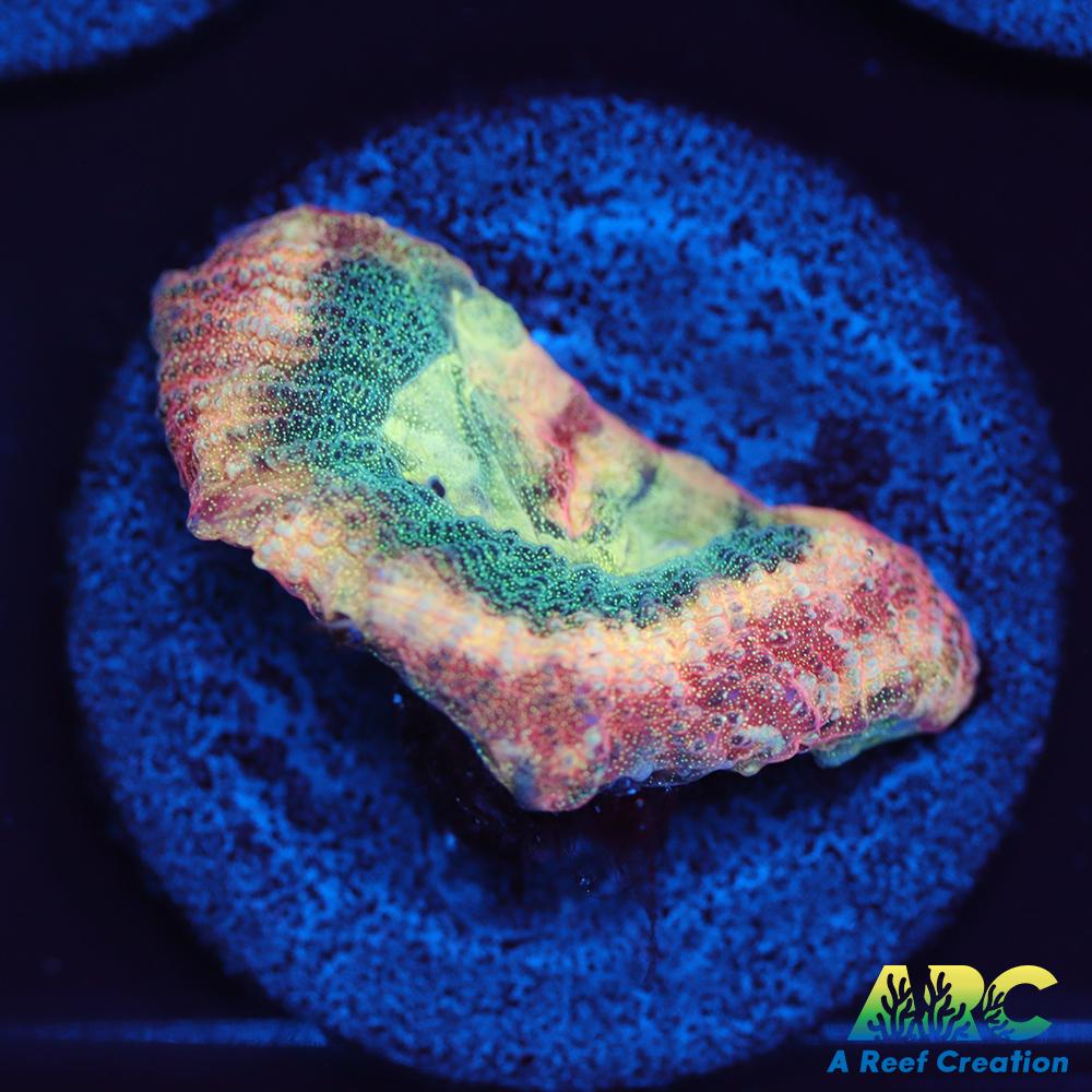 Brent's Reverse Prism Favia