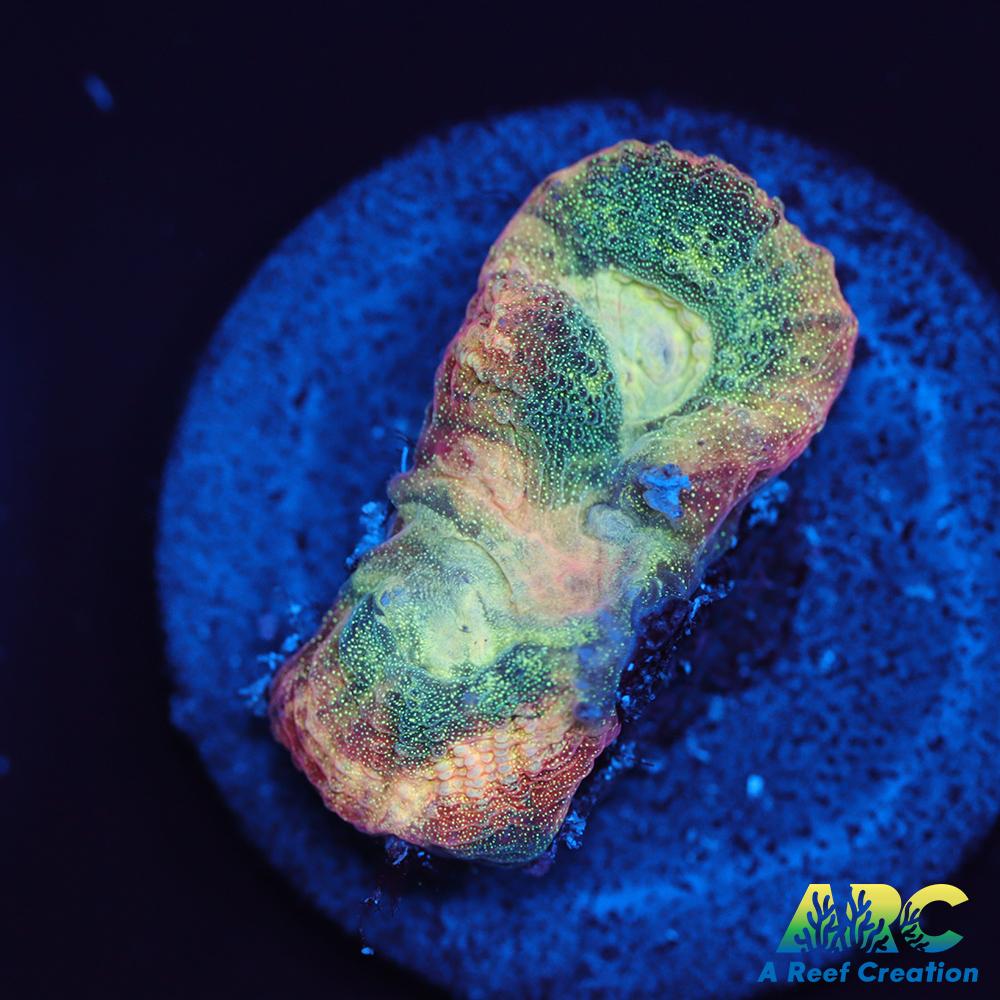 Brent's Reverse Prism Favia