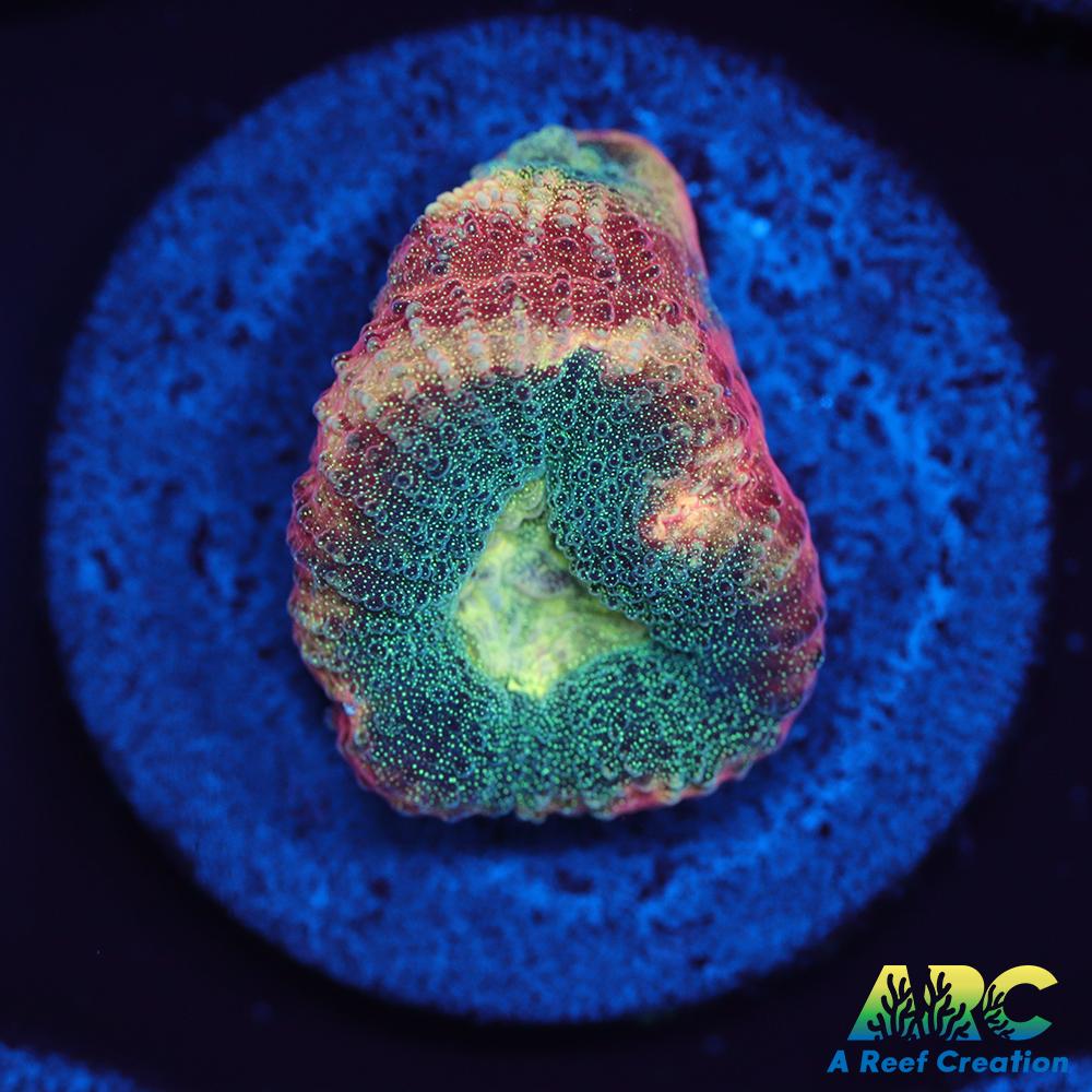 Brent's Reverse Prism Favia