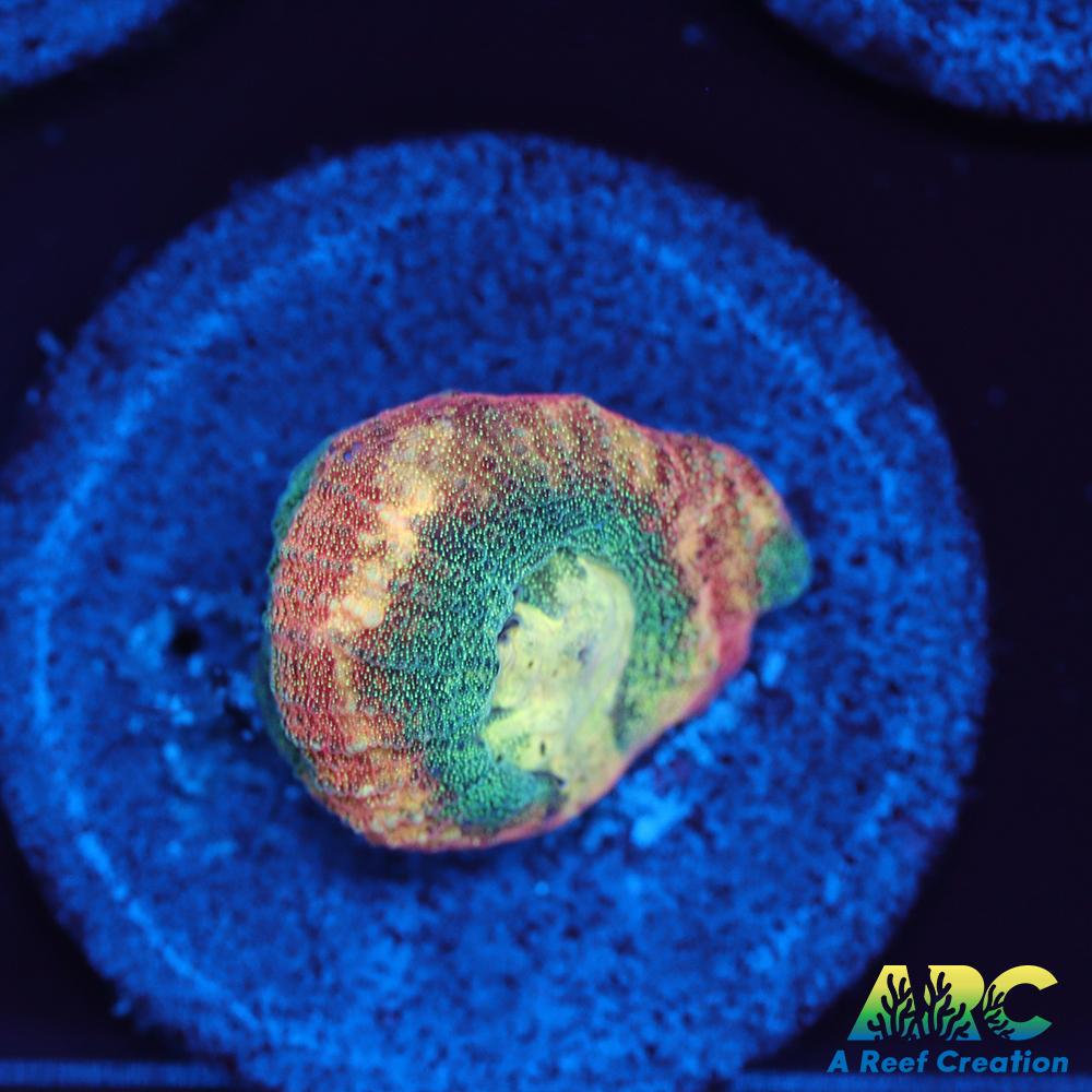 Brent's Reverse Prism Favia