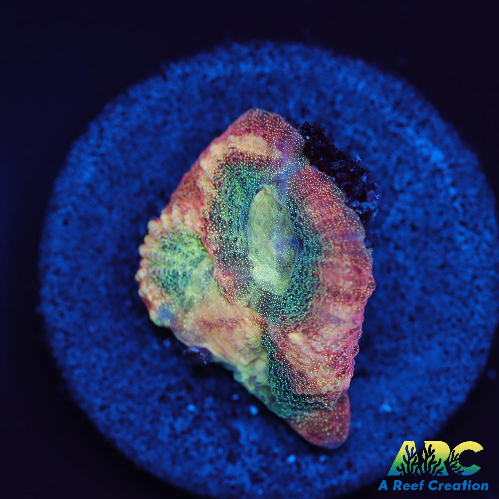 Brent's Reverse Prism Favia