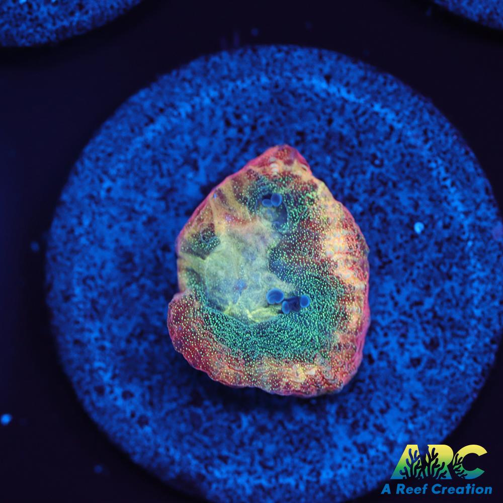 Brent's Reverse Prism Favia