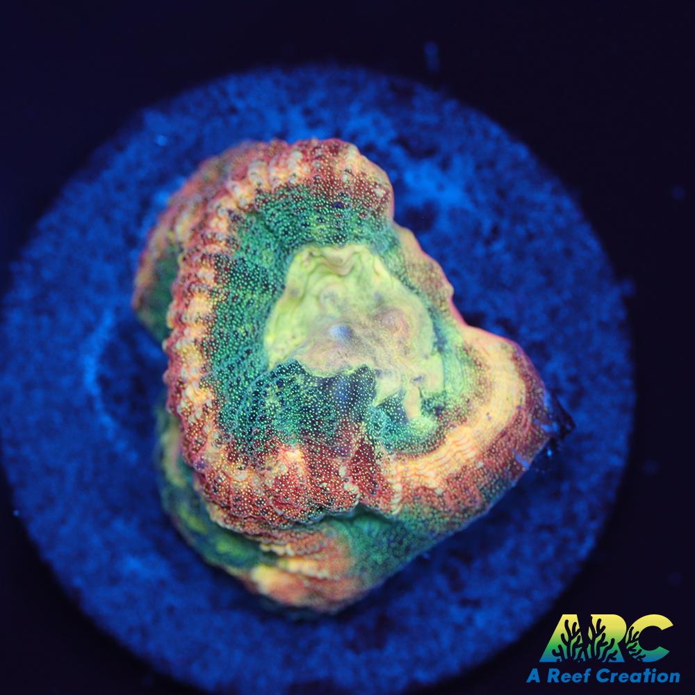 Brent's Reverse Prism Favia