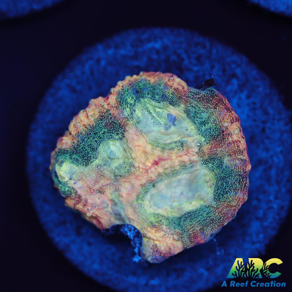 Brent's Reverse Prism Favia