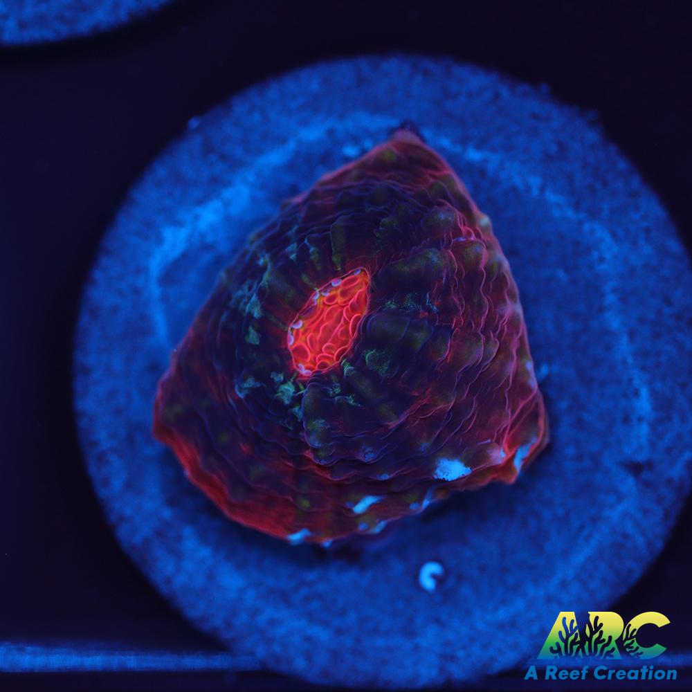 ARC Raging Rivers Chalice