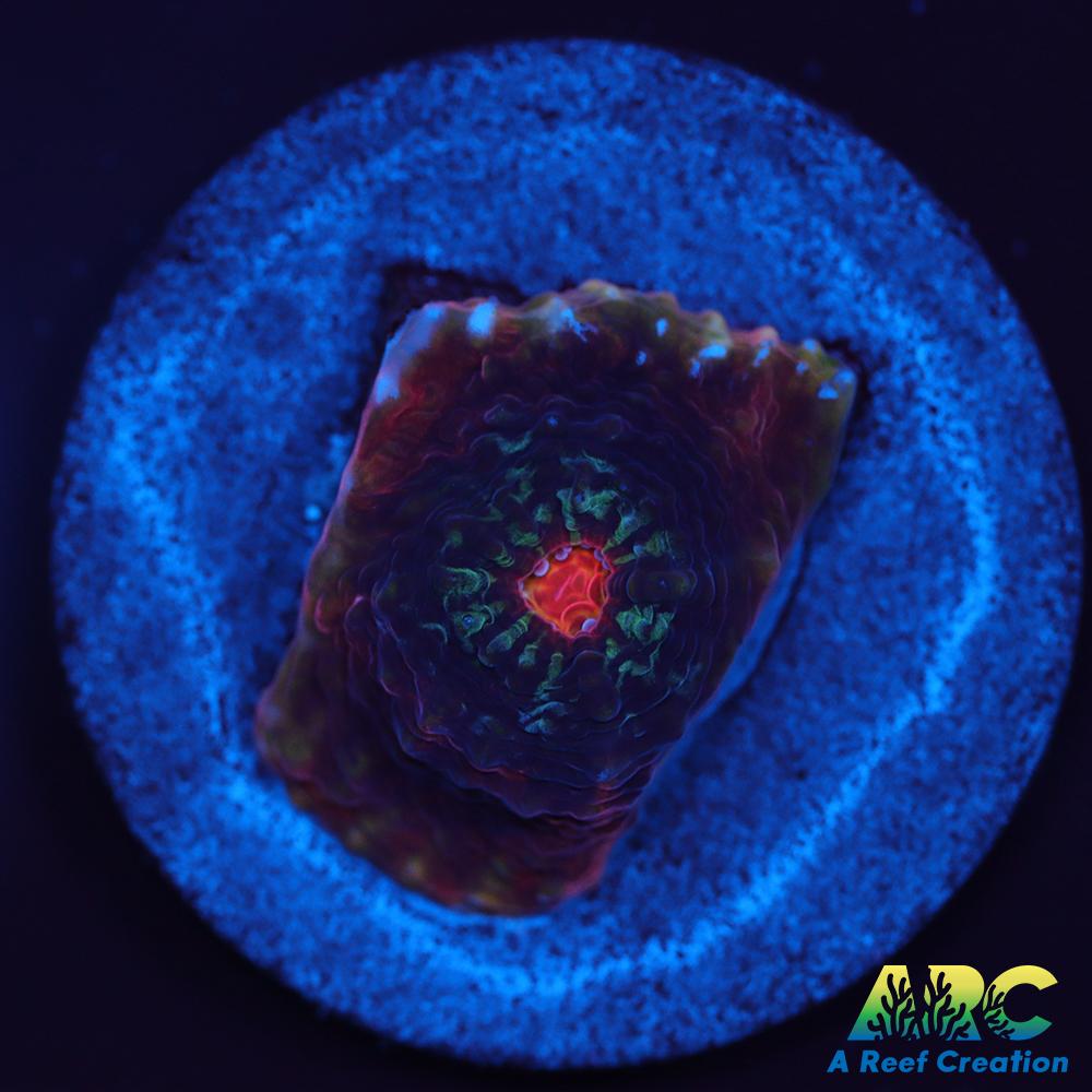 ARC Raging Rivers Chalice