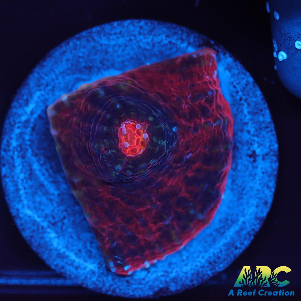 ARC Raging Rivers Chalice