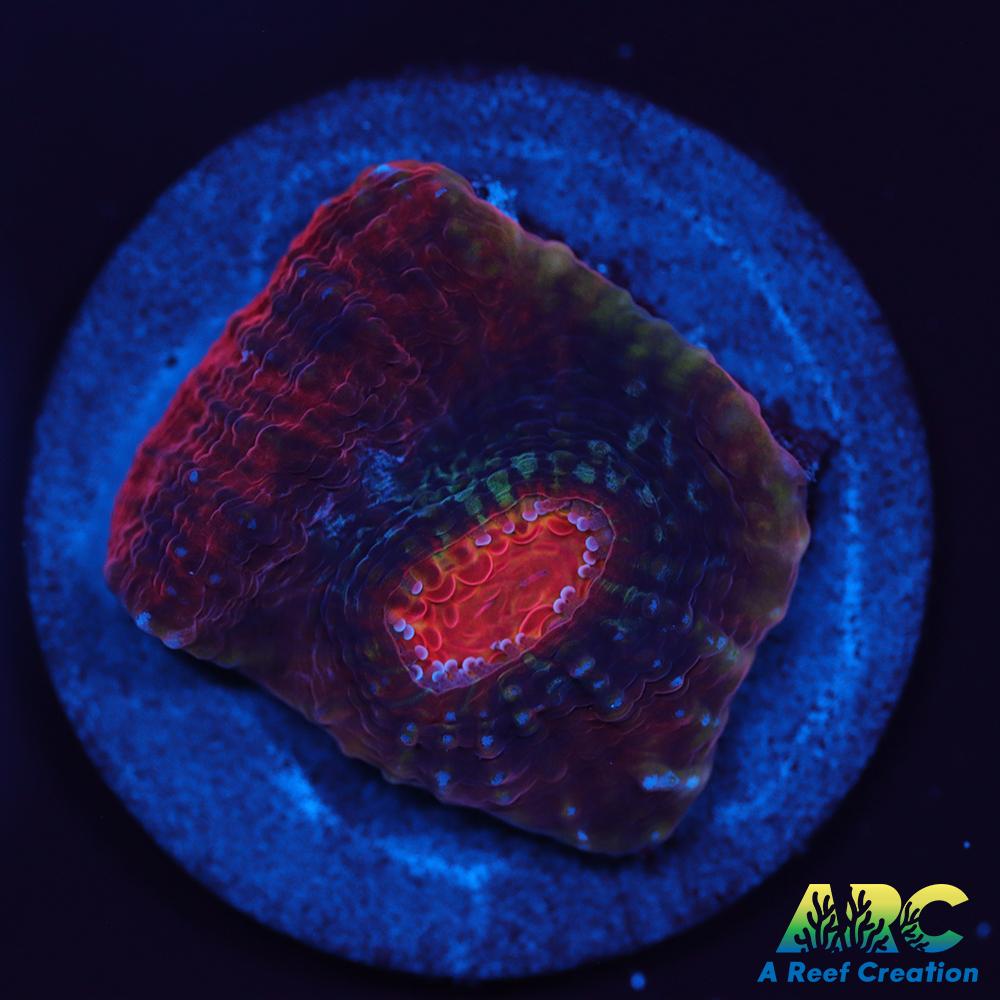 ARC Raging Rivers Chalice