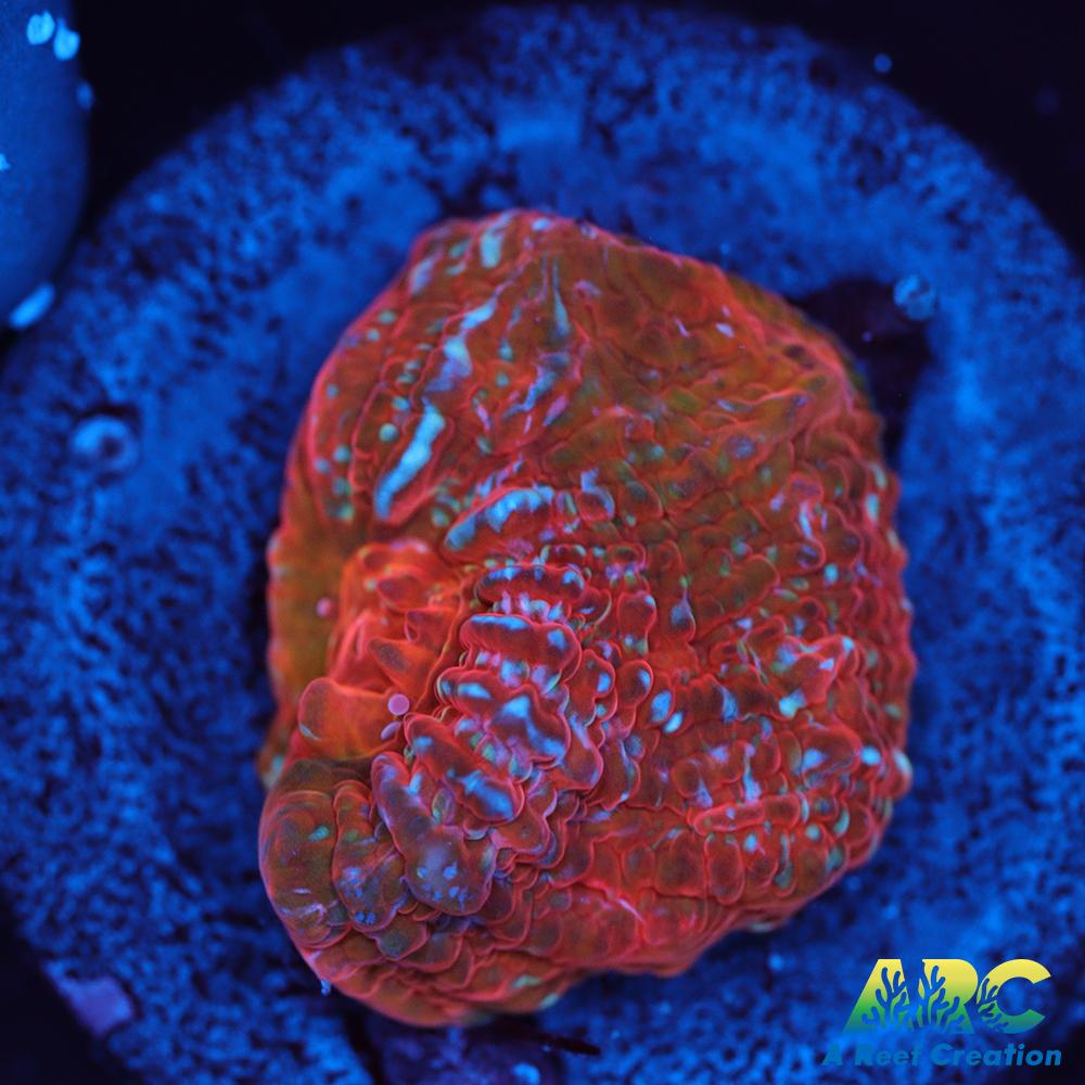 ARC Stardust Chalice