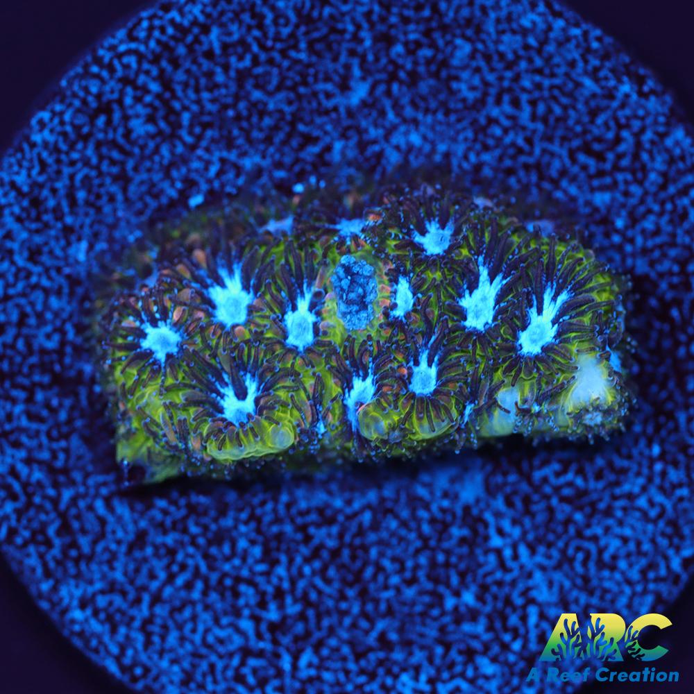 Blueberry Fields Leptastrea