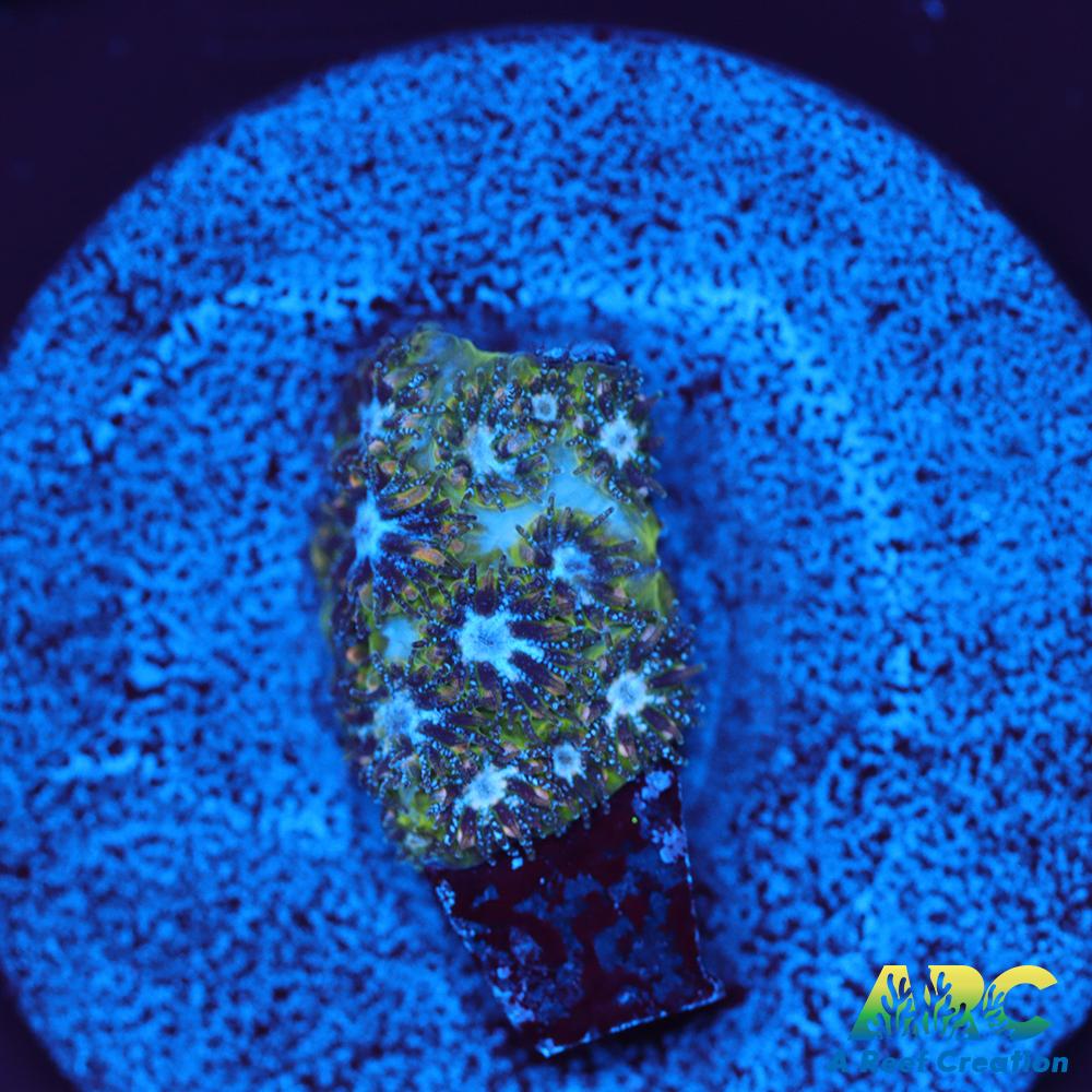 Blueberry Fields Leptastrea