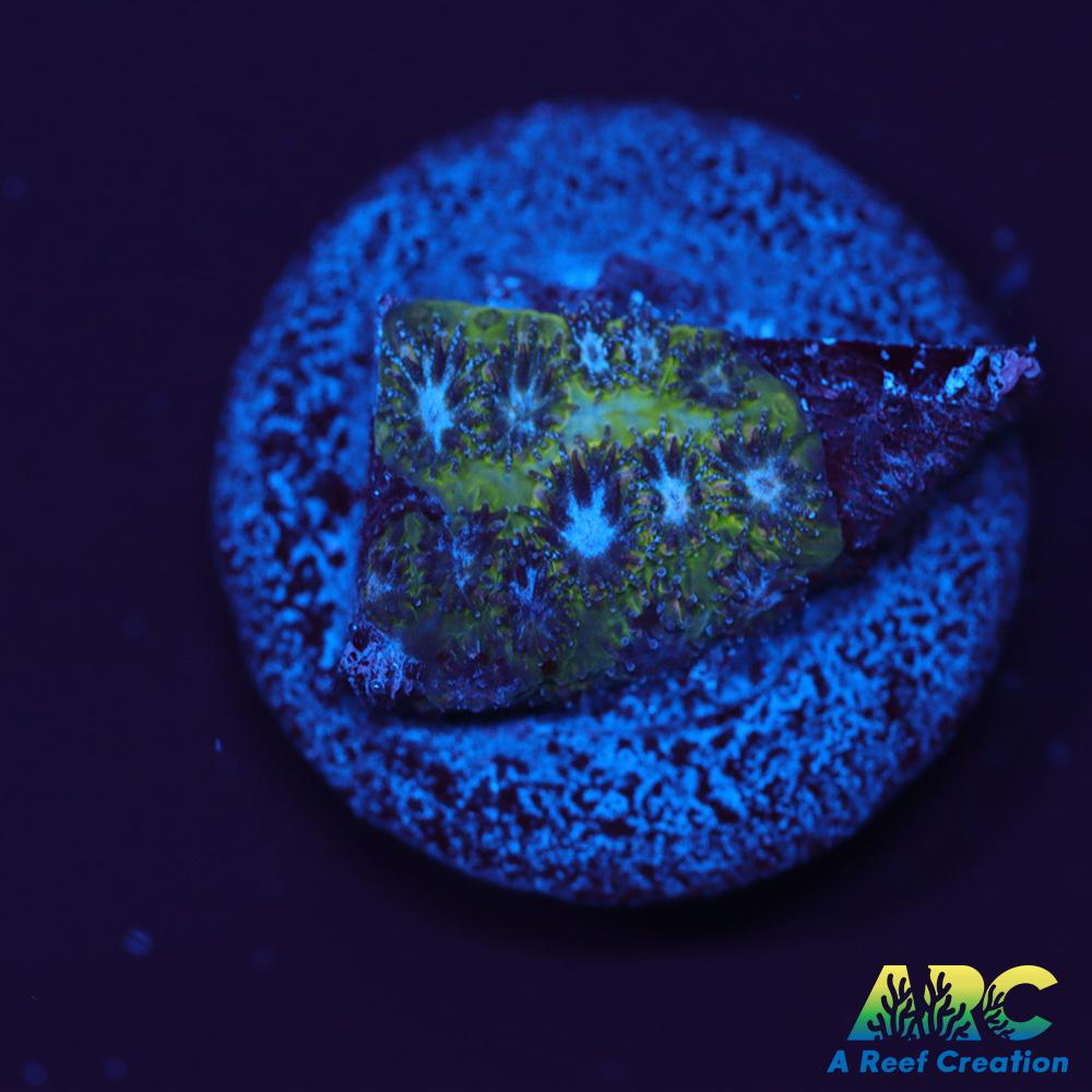 Blueberry Fields Leptastrea