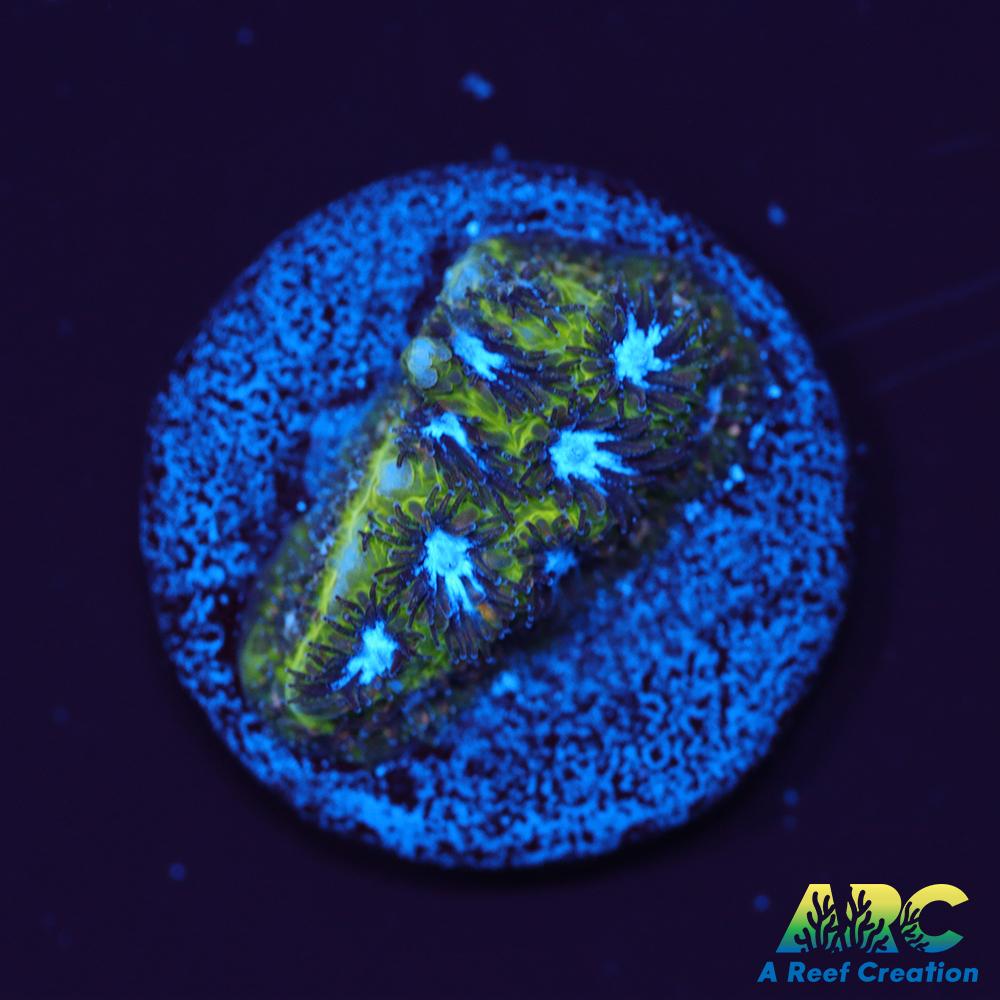 Blueberry Fields Leptastrea