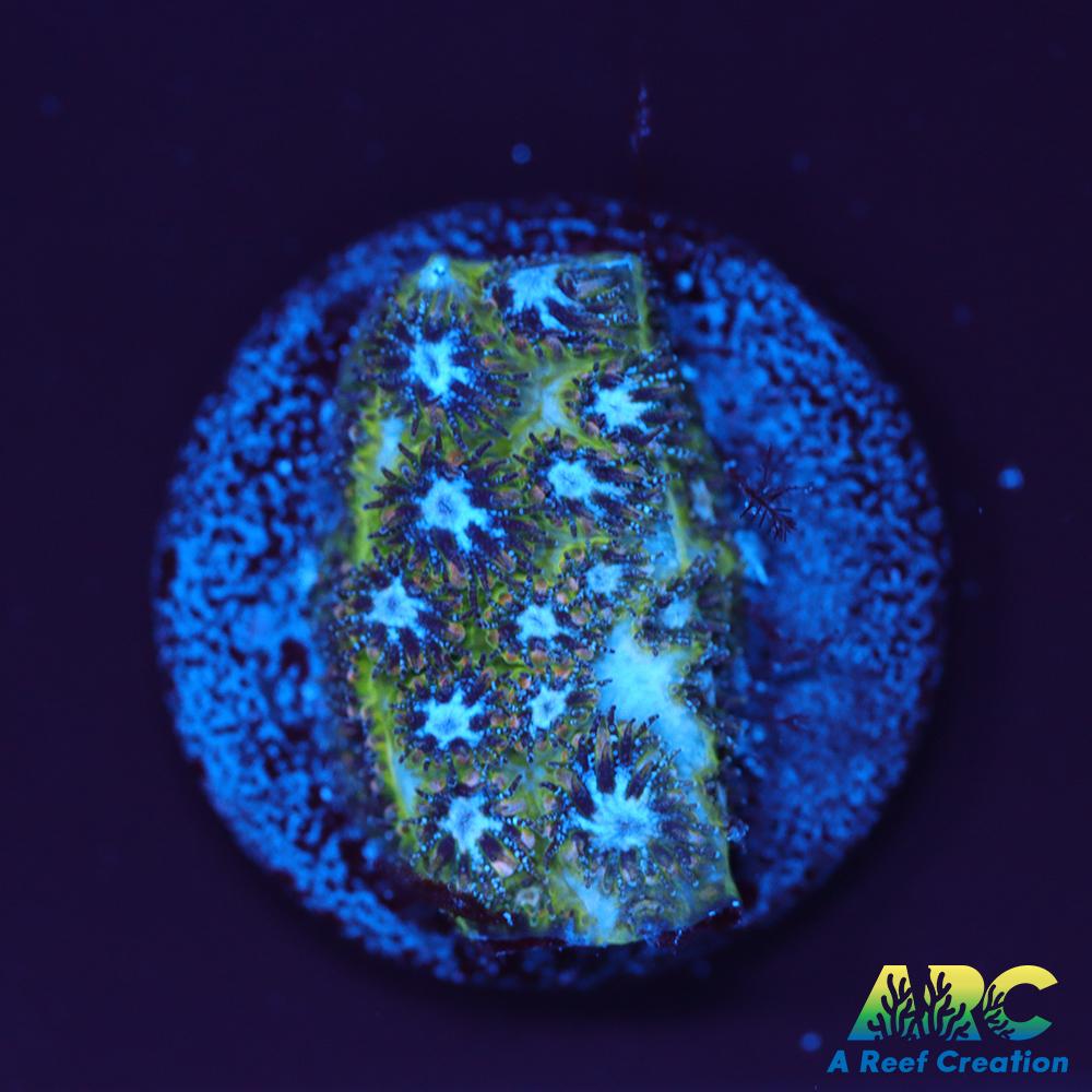 Blueberry Fields Leptastrea