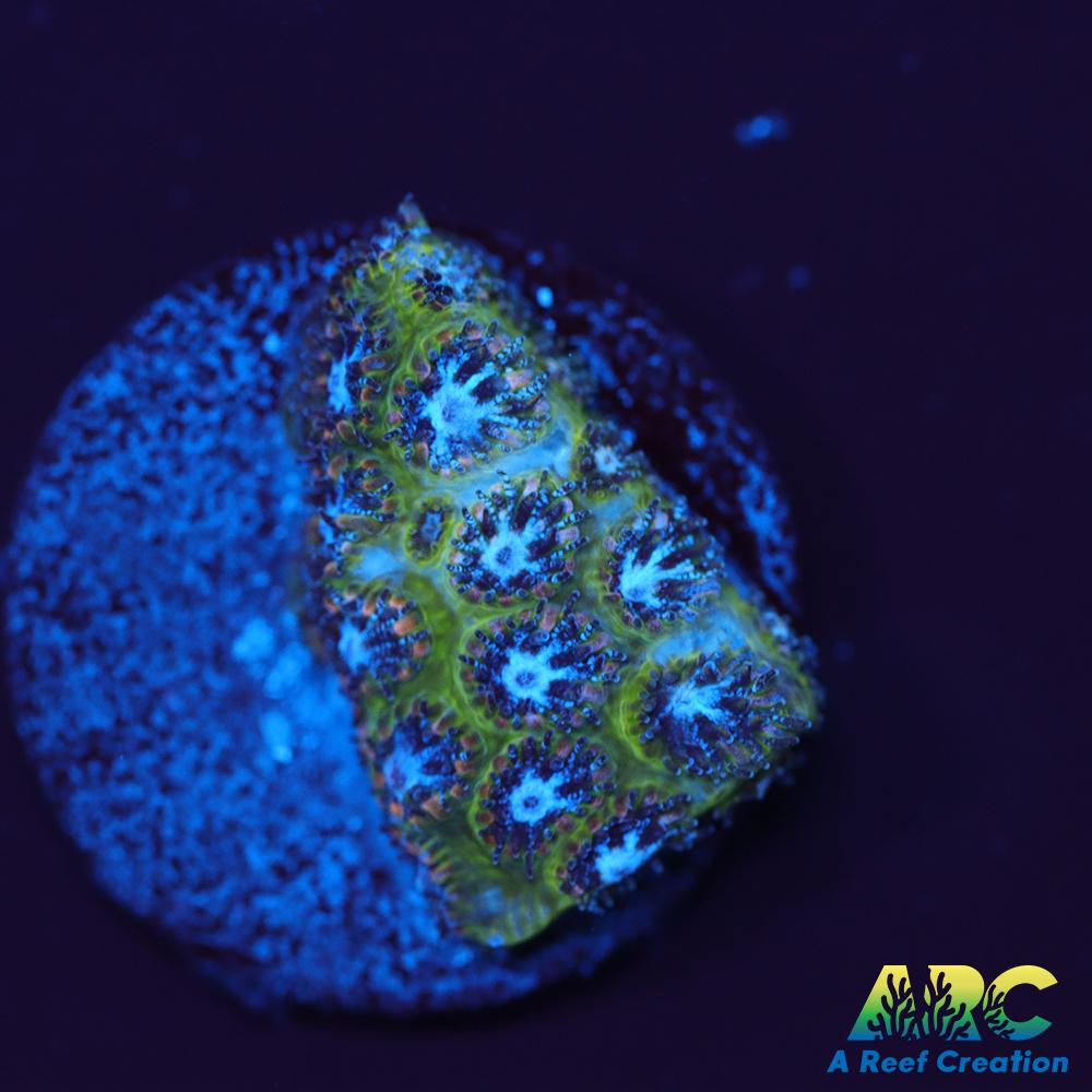 Blueberry Fields Leptastrea