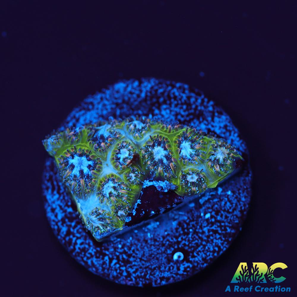 Blueberry Fields Leptastrea