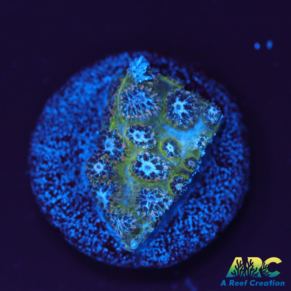 Blueberry Fields Leptastrea