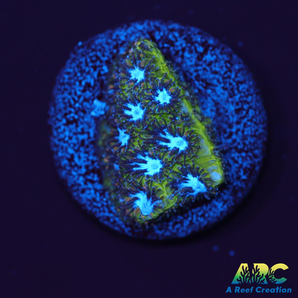 Blueberry Fields Leptastrea