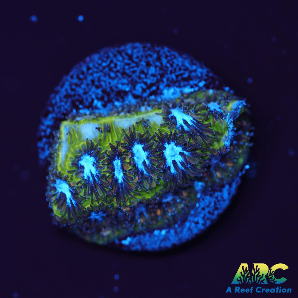 Blueberry Fields Leptastrea