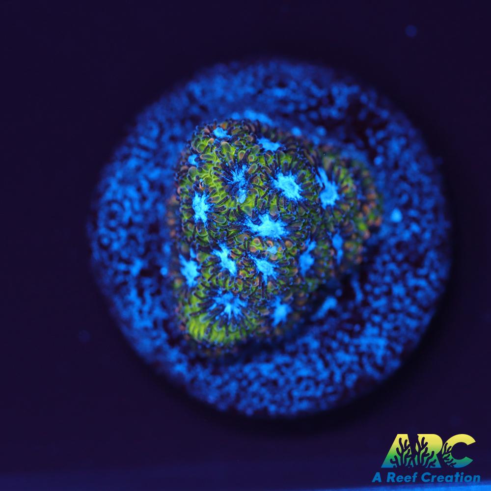 Blueberry Fields Leptastrea