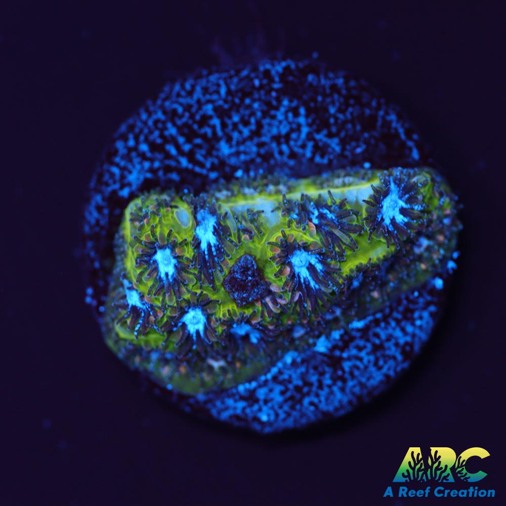 Blueberry Fields Leptastrea